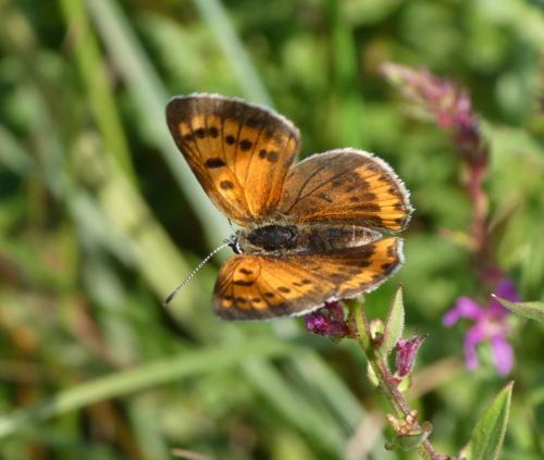 Lycaena dispar